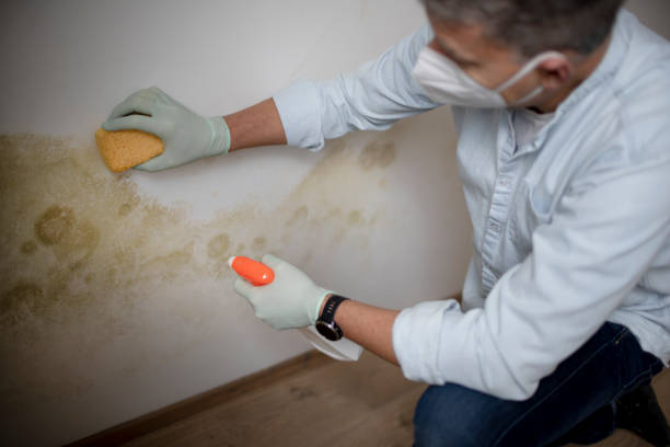 Best Emergency Mold Remediation in Dickson City, PA